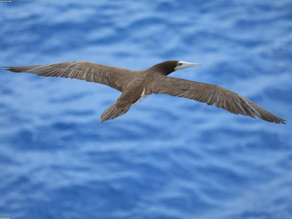 ការបង្ហាញពីការបាញ់ត្រី: វិធីសាស្រ្តនិងអ្វីដែលត្រូវដឹង